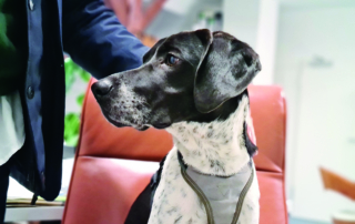 Schwarz-weißer Hund mit Brustgeschirr sitzt auf braunem Stuhl im Büro