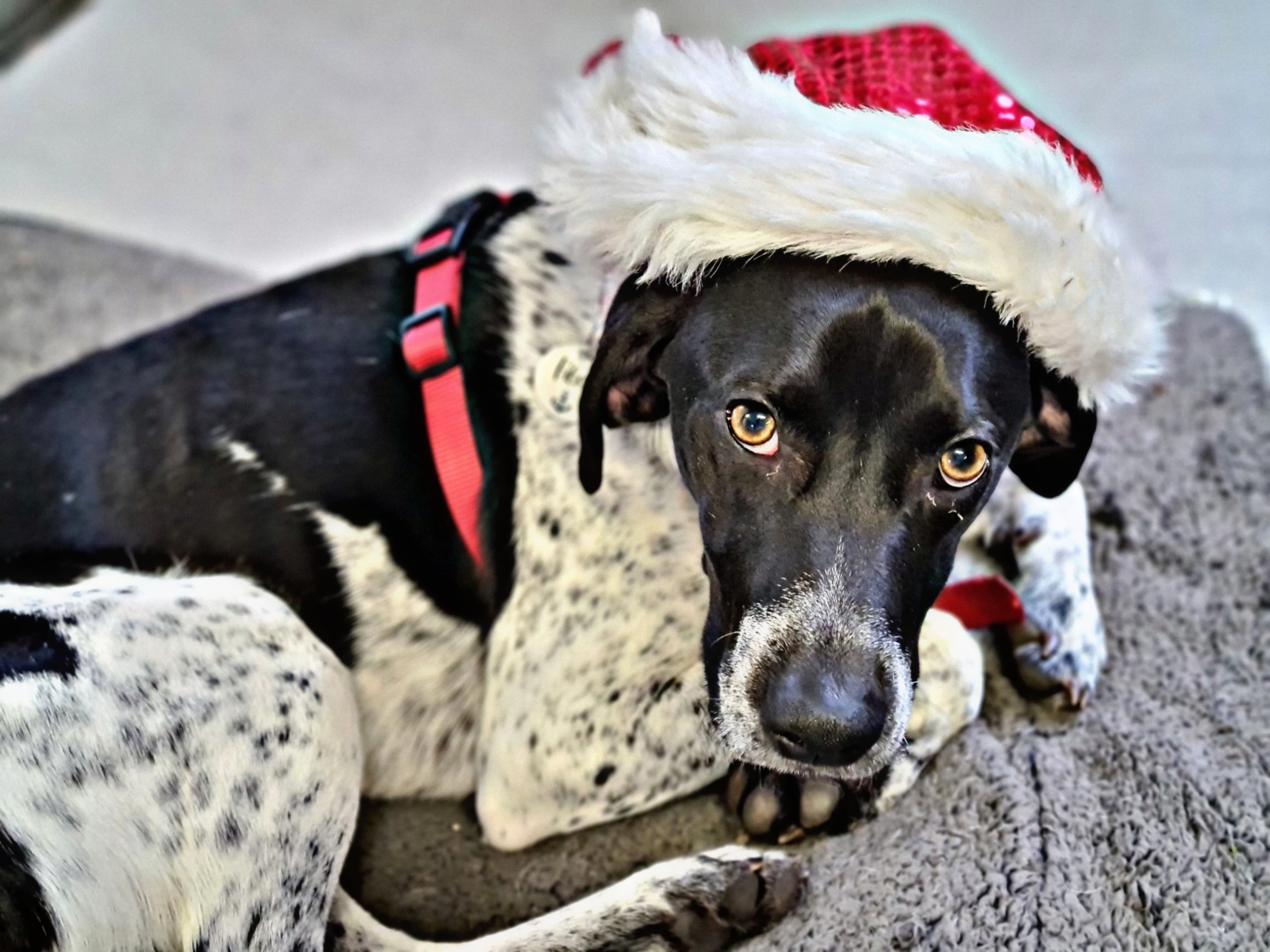 Schwarz-weißer Hund liegt auf Decke und trägt rote Weihnachtsmütze